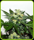 Citrus Paradisi - Garden of Green