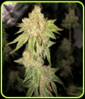 Citrus Valley - True Canna Genetics