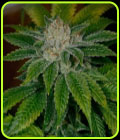 Clearwater Kush - Archive Seeds