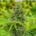 Clementine Slush - Cali Connection Seeds