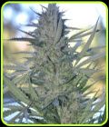Clemonadez - Terp Hogz GeneticZ