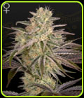 Cloudwalker - Green House Seeds