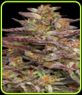 Cob Salad - Humboldt Seed Company