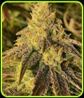 Coco Nibbles - Rare Dankness Seeds