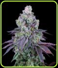 Coconut Chalice - Perfect Tree Seeds