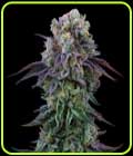 Coconut Cream - Perfect Tree Seeds