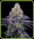 Coconut Fresh - Perfect Tree Seeds
