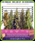 Coffeeshop Classics - Feminised Mix - Ceres Seeds