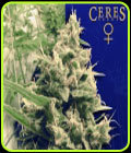 Coffeeshop Classics - Holland's Hope - Ceres Seeds