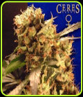 Coffeeshop Classics - Orange Bud - Ceres Seeds