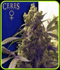 Coffeeshop Classics - Purple - Ceres Seeds