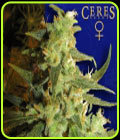 Coffeeshop Classics - Skunk Haze - Ceres Seeds