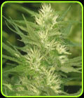 Cole Train - Reserva Privada Seeds