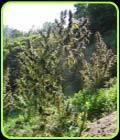 Colombia Mangobiche - Cannabiogen Seeds