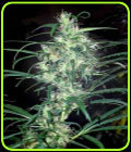 Colombian Punta Rojo - Cannabiogen Seeds