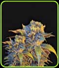Colombian Sweet - VIP Seeds