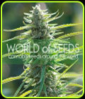 Columbian Gold - World of Seeds