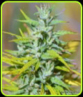 Columbian Thunder Funk - Norstar Genetics