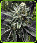 Commerce City Kush - Rare Dankness Seeds