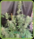 Compton Qoolaid Auto - Night Owl Seeds
