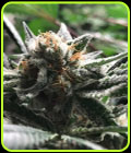Condor Auto - R-Kiem Seeds