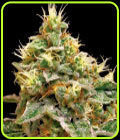 Confidential Cheese - Reserva Privada Seeds