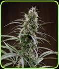 Congo - Ace Seed bank