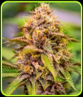 Conscious Kush V3 - Conscious Genetics