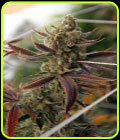 Conspiracy Kush - Subcools The Dank