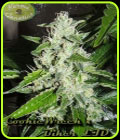 CookieWreck X Biker - Limited Edition - Karma Genetics