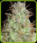 Cookie Balboa - Ultra Genetics