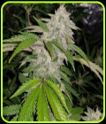 Cookie Crash - Karma Genetics