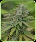 Cookie Dream - Medicann Seeds