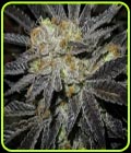 Cookie Fever - True Canna Genetics