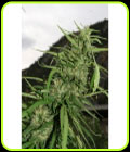 Cookie G13 - SuperAutos by Stitch