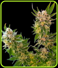 Cookie Glue XL - BSB Genetics