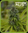 Cookie Kush - Kush Cannabis Seeds