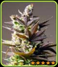 Cookie Mint - PowerStrains