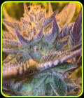Girl Scout Cookies Auto - Garden of Green