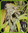 Cookie OG - Purple Caper Seeds