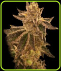Cookie OX - Rare Dankness Seeds
