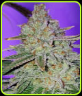Cookie Puss - Jinxproof Genetics