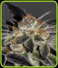 Cookies - Mamiko Seeds