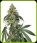 Cookies Fast - Seed Stockers