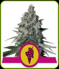 Cookies Gelato - Royal Queen Seeds