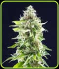 Cookies Haze - Kannabia Seeds