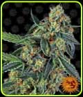 Cookies Kush - Barneys Farm Seeds