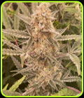 Cookies N Creamix Auto - Night Owl Seeds