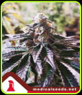 Cookies Purple Punch - Medical Seeds