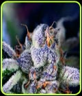 Cookies USA - Pyramid Seeds